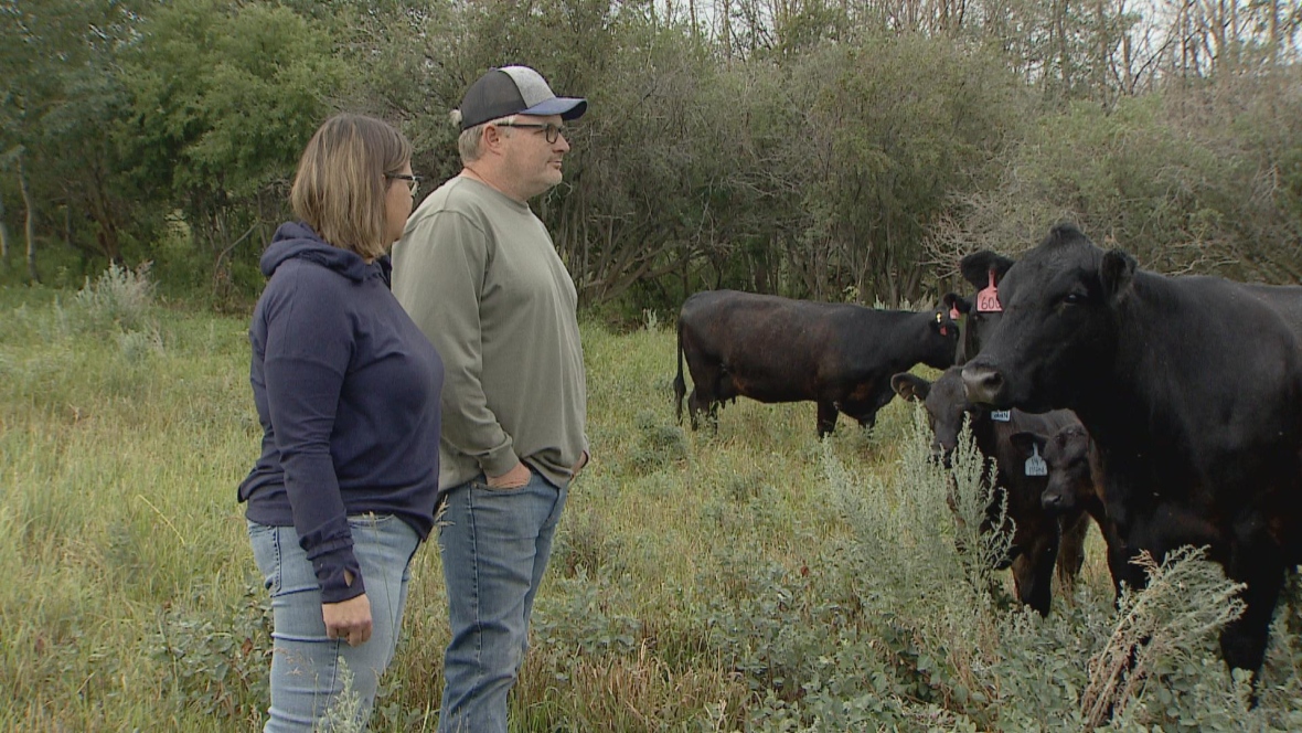 A man and a woman stand in a field, looking at their cattle herd.